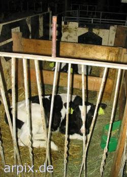 Landwirtschaft News & Agrarwirtschaft News @ Agrar-Center.de | Foto: Opfer der Milchproduktion.