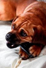 Hunde Infos & Hunde News @ Hunde-Info-Portal.de | Foto: Mit der AGILA Haustierversicherung AG bleiben Bellos Zaehne gesund.
