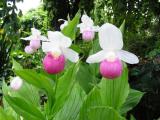 Orchideen-Seite.de - rund um die Orchidee ! | Foto: Eine Gruppe Cypripedium reginae.