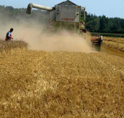 Foto: Weizenernte (Foto: Proplanta). |  Landwirtschaft News & Agrarwirtschaft News @ Agrar-Center.de
