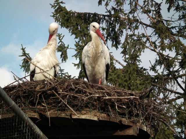 Hotel Infos & Hotel News @ Hotel-Info-24/7.de | Die ersten Strche sind zurck - Storchenentdeckungstouren in der Sdpfalz mit genussradeln-pfalz