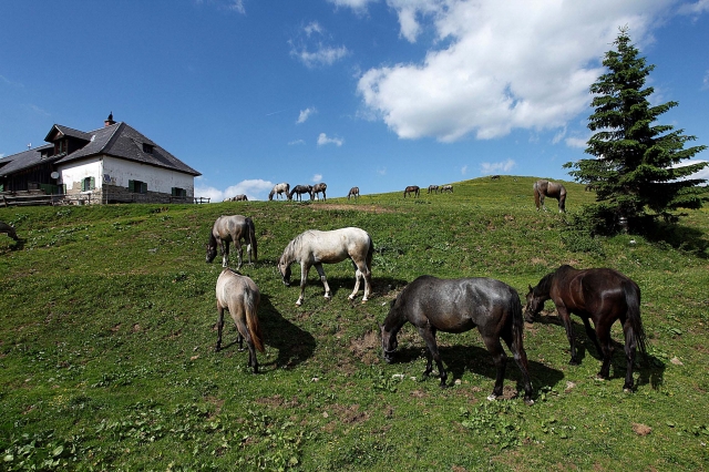 Tier Infos & Tier News @ Tier-News-247.de | Von Juni bis Mitte September verbringen die jungen Lipizzanerhengste ihren „Sommerurlaub“ auf der nahegelegenen Stubalpe, bevor sie am 8. September im Rahmen des großen Almabtriebes wieder ins Tal zurckkehren.