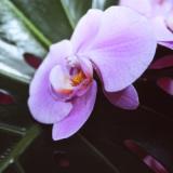 Orchideen-Seite.de - rund um die Orchidee ! | Foto: Orchideen - Exotischer Bltentraum.