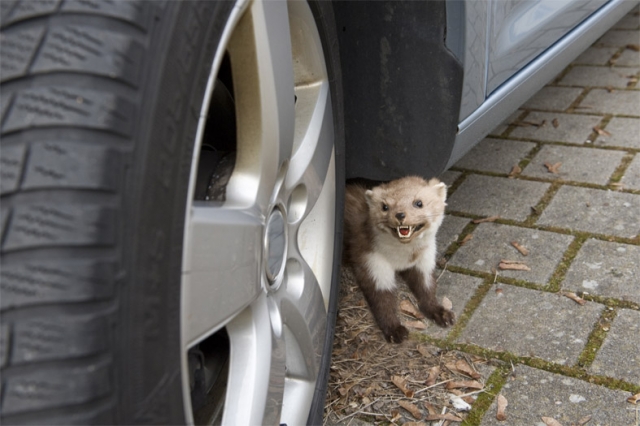 Auto News | Mit dem Frhling kommt der Marder: Wer auf der Straße parkt, muss besonders in dieser Jahreszeit damit rechnen, dass das kleine Raubtier Kabel und Schluche zerbeißt.   Foto: HUK-COBURG                                                                      