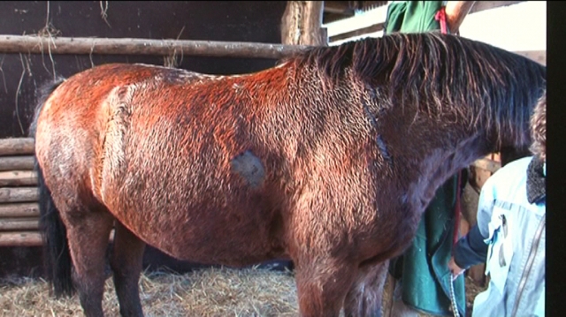 Tier Infos & Tier News @ Tier-News-247.de | Mit einer Armbrust wurde auf die Tiere im Raum Jena geschossen