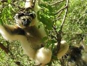 Pflanzen Tipps & Pflanzen Infos @ Pflanzen-Info-Portal.de | Rundreisen durch Madagaskar