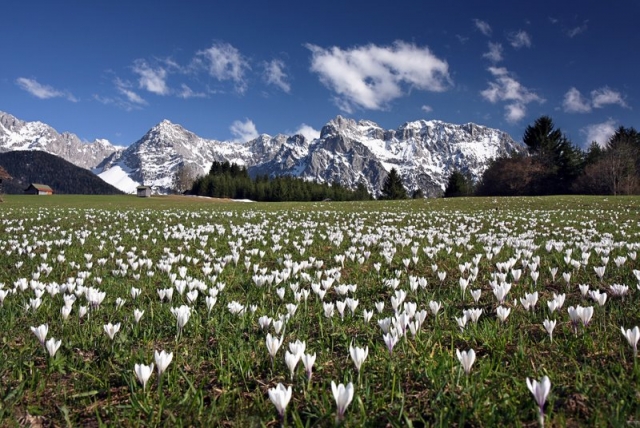 Gutscheine-247.de - Infos & Tipps rund um Gutscheine | Blick von den blhenden Krokuswiesen auf das schneebedeckte Karwendel, wo der Osterbrunch stattfindet.