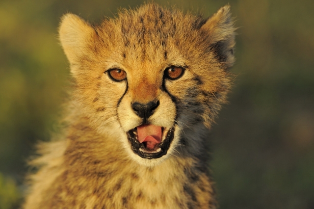 Hotel Infos & Hotel News @ Hotel-Info-24/7.de | Gepard im Etoscha Nationalpark