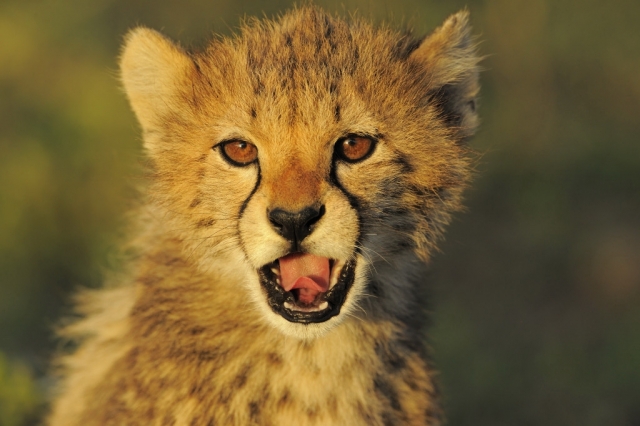 Deutsche-Politik-News.de | Gepard im Etoscha Nationalpark