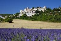 Europa-247.de - Europa Infos & Europa Tipps | Fahrrad Frankreich: Wenn die violetten Blten des Lavendelstrauchs ihre volle Pracht entfalten, wird die Fahrt durch die Provence zu einem unvergesslichen Erlebnis. 