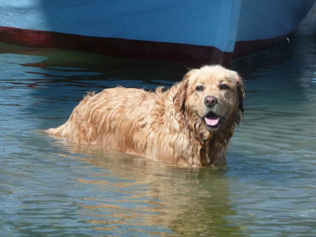 Deutsche-Politik-News.de | Ein gelungener Urlaub mit Hund ist  mehr als 