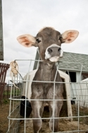 Landwirtschaft News & Agrarwirtschaft News @ Agrar-Center.de | Bei neugeborenen K�lbern ist Diarrhoe weit verbreitet. Bei der Behandlung erweisen sich biologische Heilmittel der Standard-Therapie ebenb�rtig. Photo: Stockphoto / Heel.