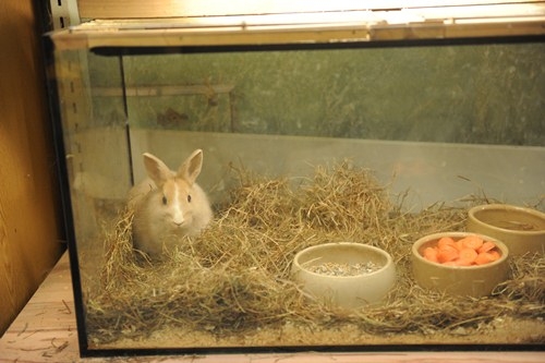 Aquaristik-Infos-247.de - Aquaristik Infos & Aquaristik Tipps | Deutscher Tierhilfe Verband e.V. überzeugt Eigentümer von Berlins traurigster Zoohandlung, den Tierhandel aufzugeben 