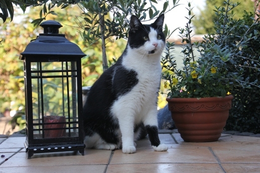 Katzen Infos & Katzen News @ Katzen-Info-Portal.de | Viele Gartenpflanzen knnen fr Haustiere gefhrlich sein