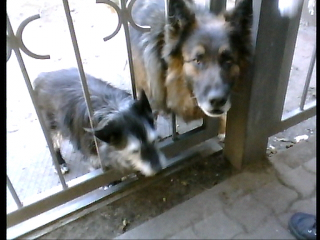 News - Central: Tierschtzer decken auf: Hundeleid im Spreewald 