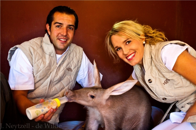 Landwirtschaft News & Agrarwirtschaft News @ Agrar-Center.de | Baby Erdferkel Piglet mit seinen Pflegeeltern Joe und Corli Schoeman vom Tswalu Kalahari Private Game Reserve