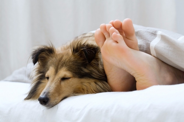 Deutschland-24/7.de - Deutschland Infos & Deutschland Tipps | Orthopdische Hundebetten von DoggyBed