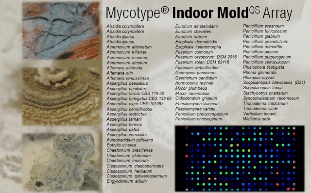 Auto News | Der Mycotype® Indoor MoldQS Array identifiziert und differenziert 42 Schimmelpilzarten, 8 Gattungen und 11 Cluster fr eine effizientere Untersuchung verschiedenster Materialproben.