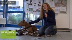 Hunde Infos & Hunde News @ Hunde-Info-Portal.de | Foto: Diese Hunde leben zur Zeit im Tierheim Troisdorf und suchen dringend ein neues Herrchen oder Frauchen.