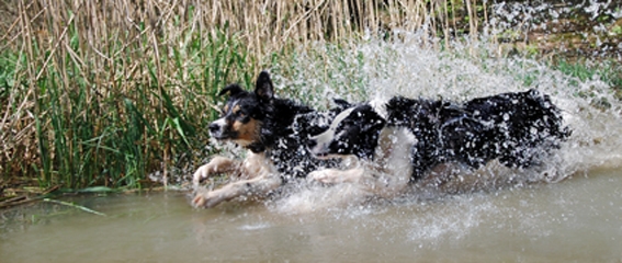 SeniorInnen News & Infos @ Senioren-Page.de | Fitte Hundesenioren - ein Forschungsschwerpunkt der Luposan-Experten. 