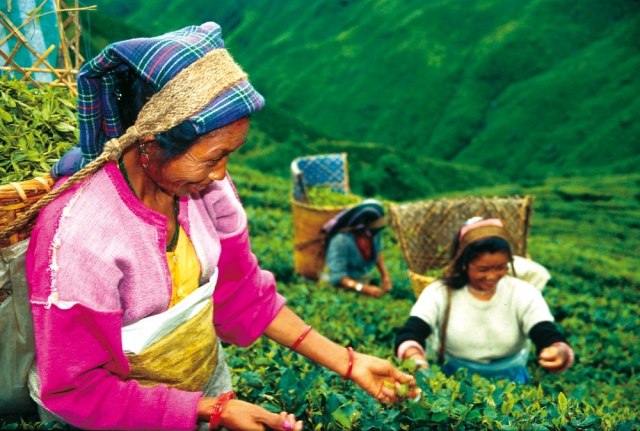 Nahrungsmittel & Ernhrung @ Lebensmittel-Page.de | Biotee Plckerinnen in Darjeeling