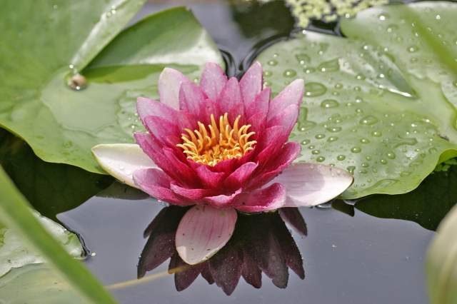 Deutsche-Politik-News.de | Die Seerose verschnert jeden Gartenteich