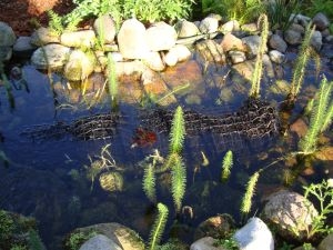 Pflanzen Tipps & Pflanzen Infos @ Pflanzen-Info-Portal.de | Xylit-Walze zur Wasserreinigung im Gartenteich