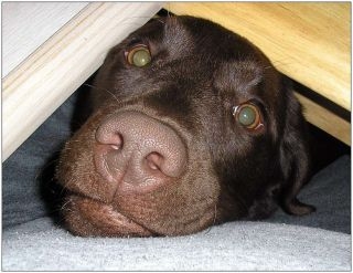 Tier Infos & Tier News @ Tier-News-247.de | Hunde wollen lieber die EM 2012 Zuhause genießen