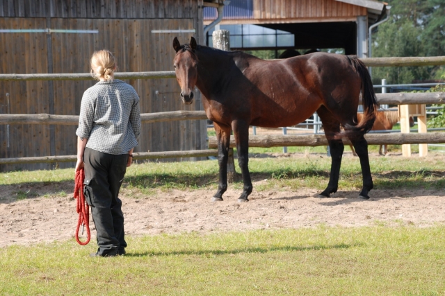 News - Central: Pferde sind feinfhlige Kommunikationspartner