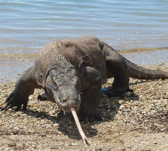 Kreuzfahrten-247.de - Kreuzfahrt Infos & Kreuzfahrt Tipps | Die letzten ihrer Art: Ein Komodo Waran auf Rinca.