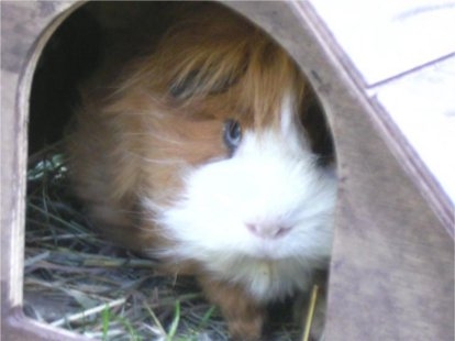 Tier Infos & Tier News @ Tier-News-247.de | Meerschweinchen Pumuckel wurde gerettet