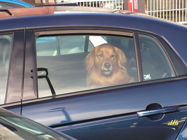 Auto News | Bund Deutscher Tierfreunde warnt vor Hitzschlaggefahr fr Hunde