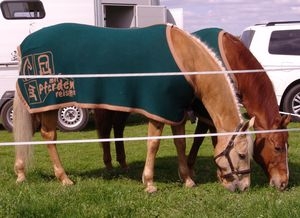 Deutsche-Politik-News.de | Produkttest und Tipp auf Mit-Pferden-reisen.de: Buckenthal's Horseblankets 