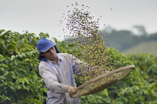 News - Central: Kaffeefarmer in der Cooxupé Kooperative in Brasilien