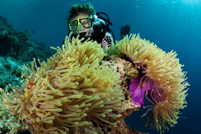 Deutsche-Politik-News.de | Finding Nemo & Friends - Mit dem Dusit Thani Maldives das Baa Atoll erkunden