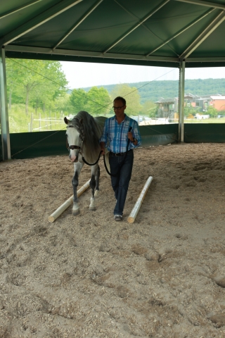 Tier Infos & Tier News @ Tier-News-247.de | Pferde sind hervorragende F�hrungskr�ftetrainer
