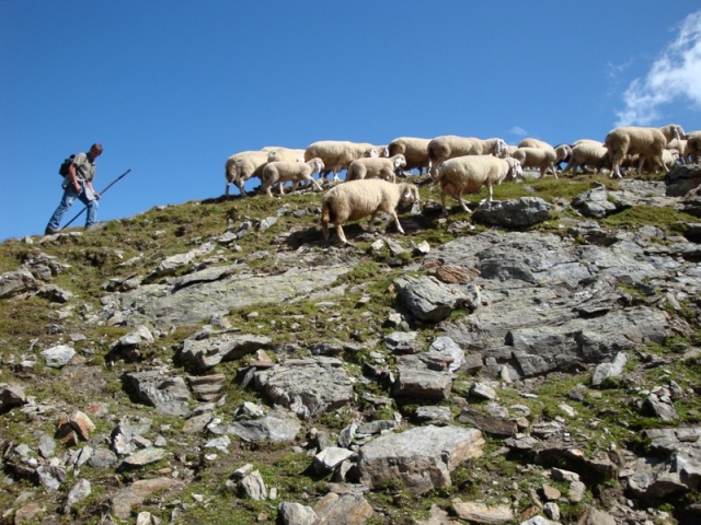 Deutsche-Politik-News.de | Unterwegs: Schafe sind in Osttirols Bergwelt seit jeher heimisch.