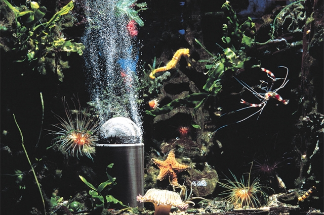 Pflanzen Tipps & Pflanzen Infos @ Pflanzen-Info-Portal.de | Zierfische im Aquarium: Wird das Wasser in Gartenteichen oder Aquarien mit reinem Sauerstoff angereichert, fhlen sich die Zierfische wohl. 