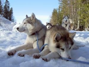 Koeln-News.Info - Kln Infos & Kln Tipps | Huskys