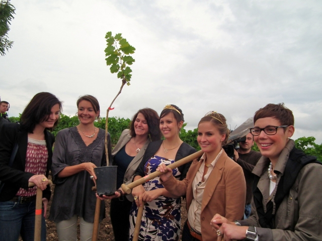 Hotel Infos & Hotel News @ Hotel-Info-24/7.de | Sieben Weinköniginnen bepflanzen den 