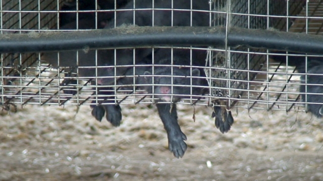 Tier Infos & Tier News @ Tier-News-247.de | Arbeitskreis humaner Tierschutz fordert die sofortige Schließung aller Nerzfarmen 
