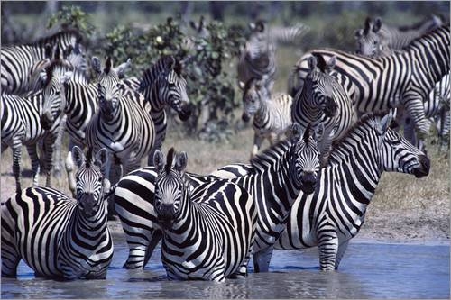 Deutsche-Politik-News.de | A herd of Zebra in a river 