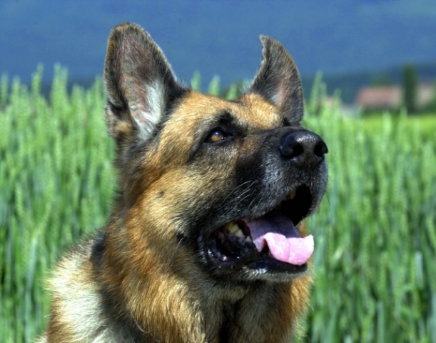 News - Central: Bund Deutscher Tierfreunde: Grillreste knnen fr Haustiere gefhrlich sein