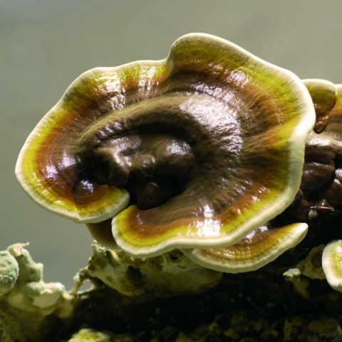 Europa-247.de - Europa Infos & Europa Tipps | Der Reishi hat eine blutreinigende Wirkung und gilt als „Pilz des ewigen Lebens“. Foto: © MykoTroph, Institut fr Ernhrungs- und Pilzheilkunde, Limeshain. 