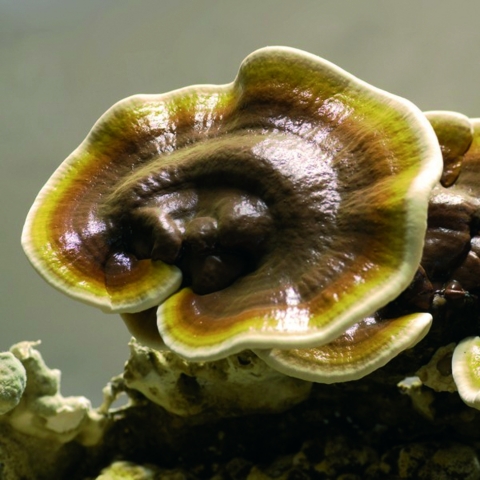 China-News-247.de - China Infos & China Tipps | Der Reishi hat eine blutreinigende Wirkung und gilt als ??Pilz des ewigen Lebens??. Foto: © MykoTroph, Institut fr Ernhrungs- und Pilzheilkunde, Limeshain. 