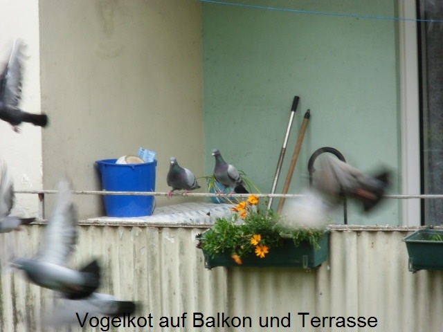 Duesseldorf-Info.de - Dsseldorf Infos & Dsseldorf Tipps | Vogelkot auf Balkon und Terrasse
