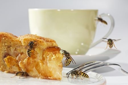 Gesundheit Infos, Gesundheit News & Gesundheit Tipps | Wenn Wespen die gedeckte Kaffeetafel umschwirren, kann das  Menschen mit Wespenphobie oder  Wespenallergie in arge Bedrngnis bringen. 
