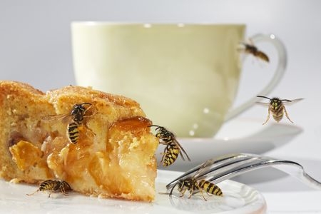 Deutsche-Politik-News.de | Wenn Wespen die gedeckte Kaffeetafel umschwirren, kann das  Menschen mit Wespenphobie oder  Wespenallergie in arge Bedrngnis bringen. 