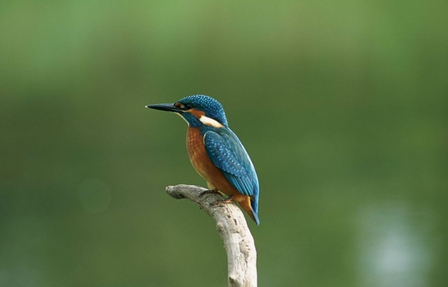 Tickets / Konzertkarten / Eintrittskarten | Eisvogel auf Texel