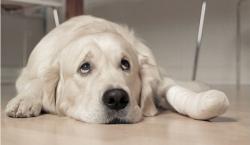 Hunde Infos & Hunde News @ Hunde-Info-Portal.de | Foto: Im Falle einer Erkrankung oder eines Unfalls bernimmt die AGILA Haustierversicherung smtliche Kosten.